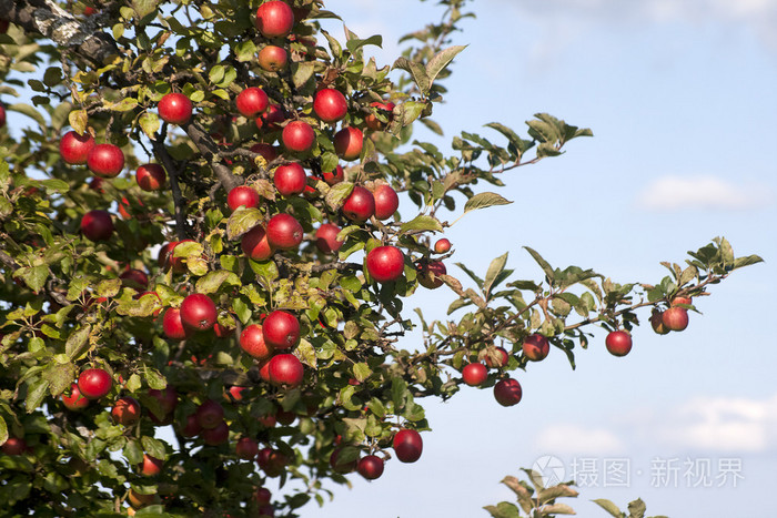 苹果树官网(apple apple apple tree apple apple)