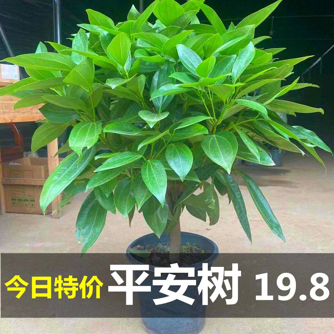 幸福花怎么样(幸福花贷款好通过吗)