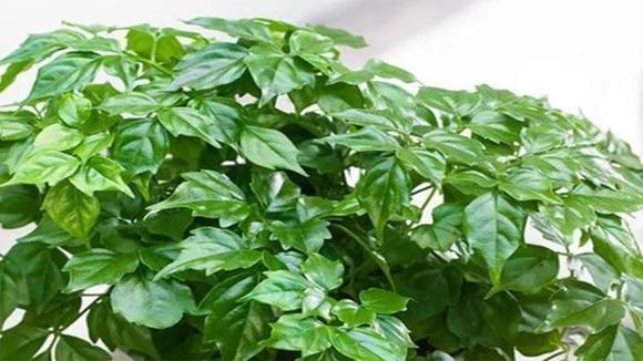 幸福花怎么样(幸福花贷款好通过吗)