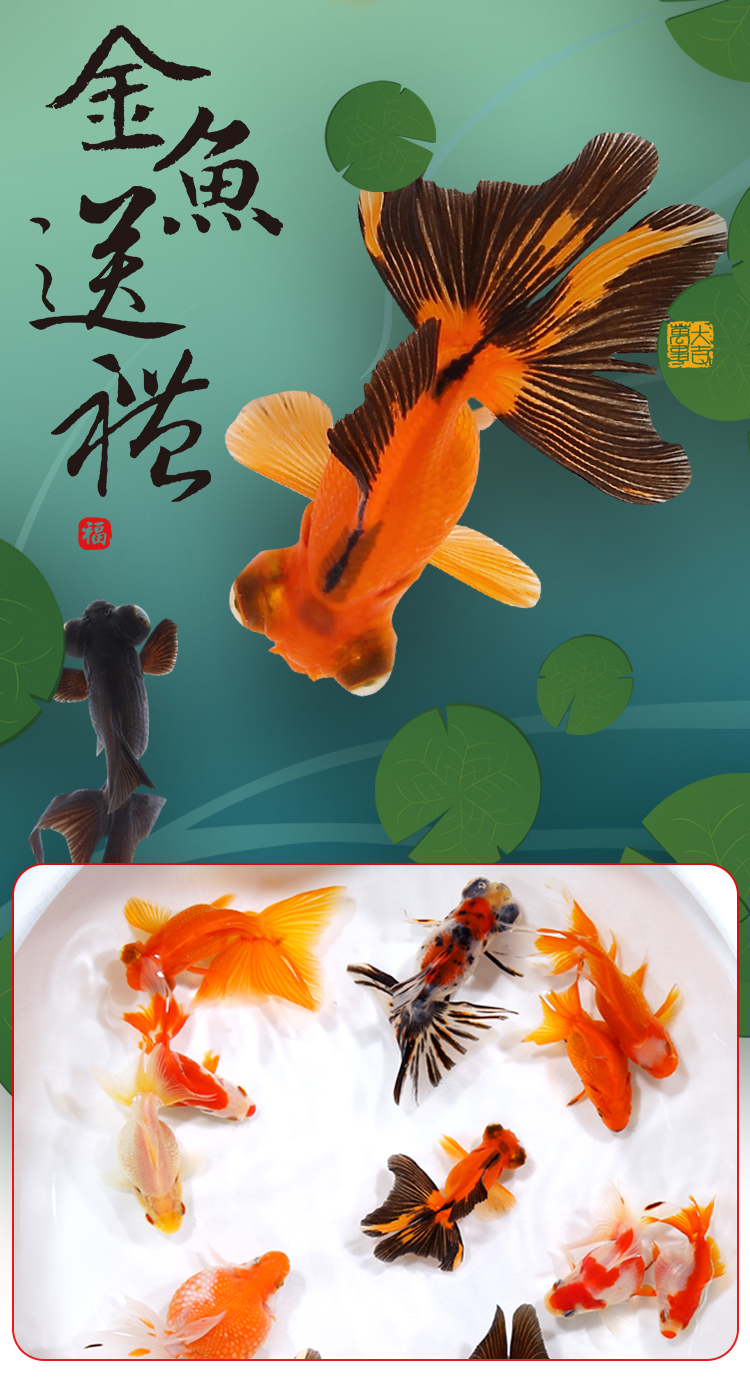 佳宝分期暴力催收(佳宝客服电话投诉电话)