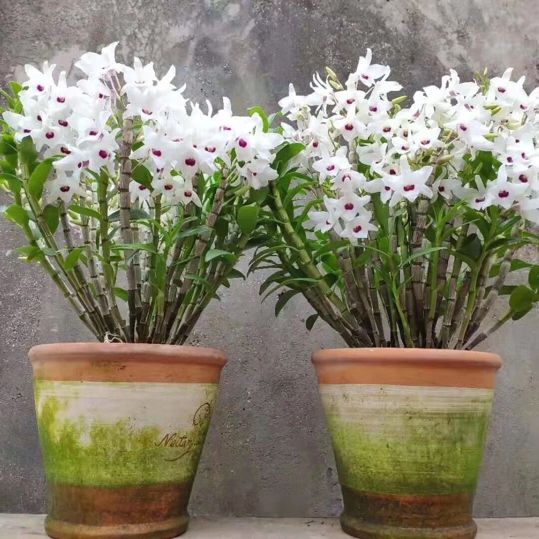 鹿鹿优选怎么还款(海豚优品贷款怎么样)