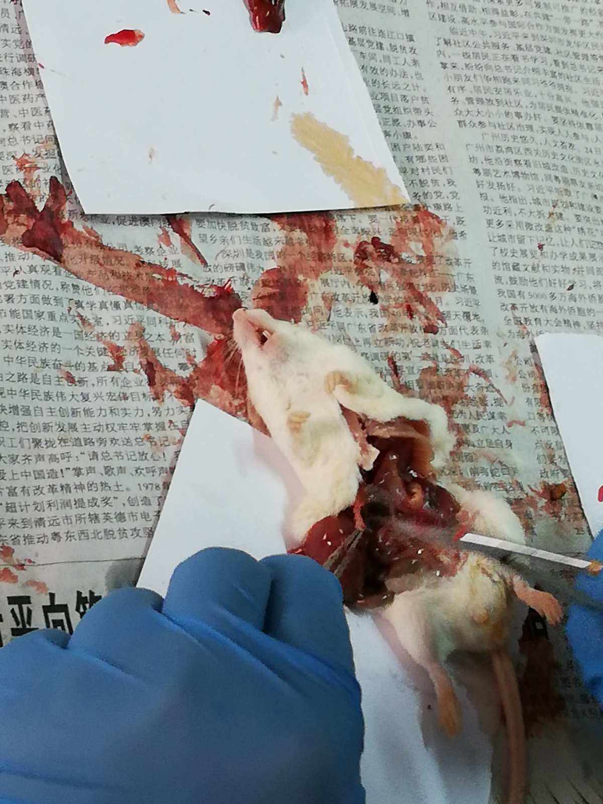 小白鼠可不可以不还(小白鼠能不能当宠物养)