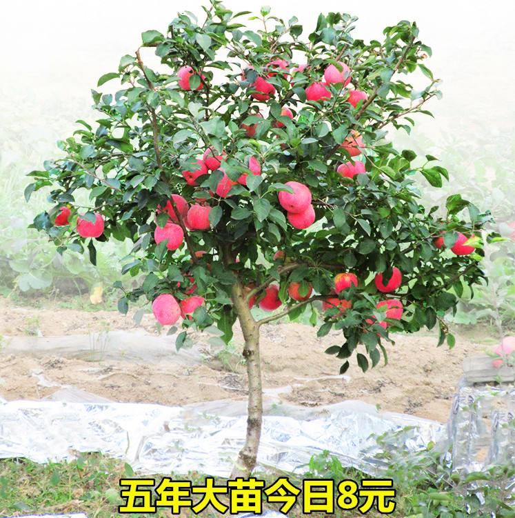 苹果树真实吗(苹果树真实图片大全)