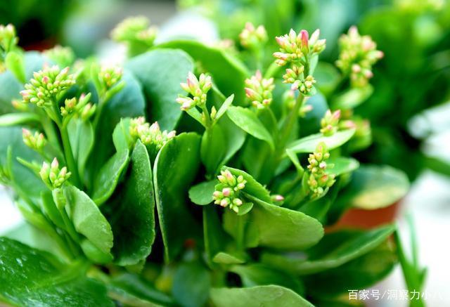 顺利花怎么样?有人用过吗?的简单介绍