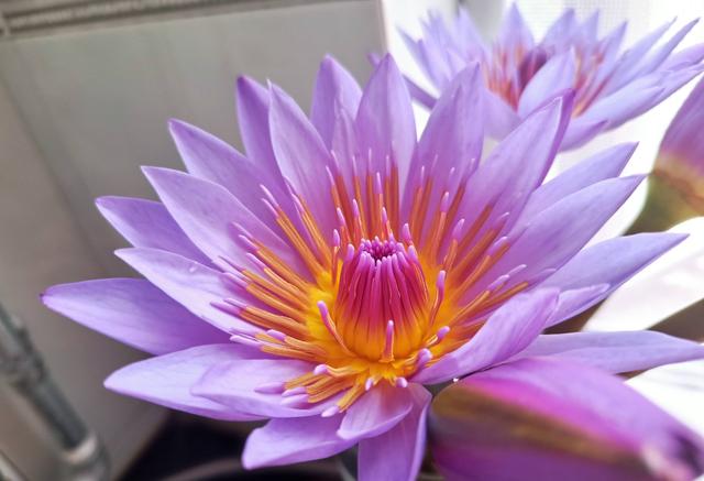 顺利花怎么样?有人用过吗?的简单介绍