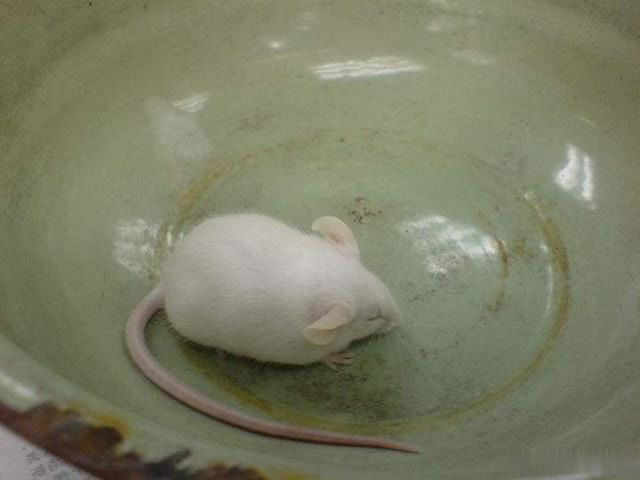 小白鼠违法吗(小白鼠归哪个部门管?)