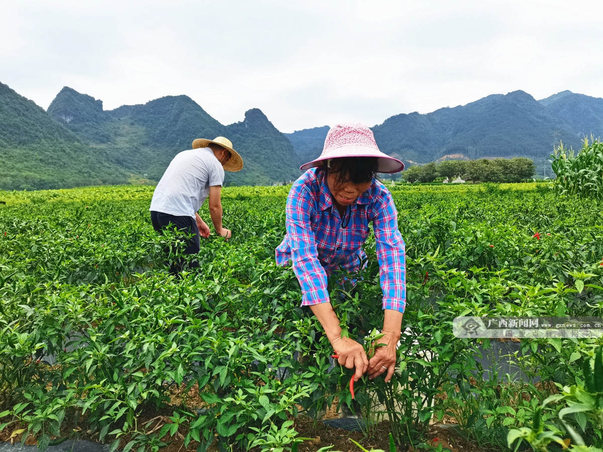 小辣椒当天结清(小辣椒多久浇一次水)