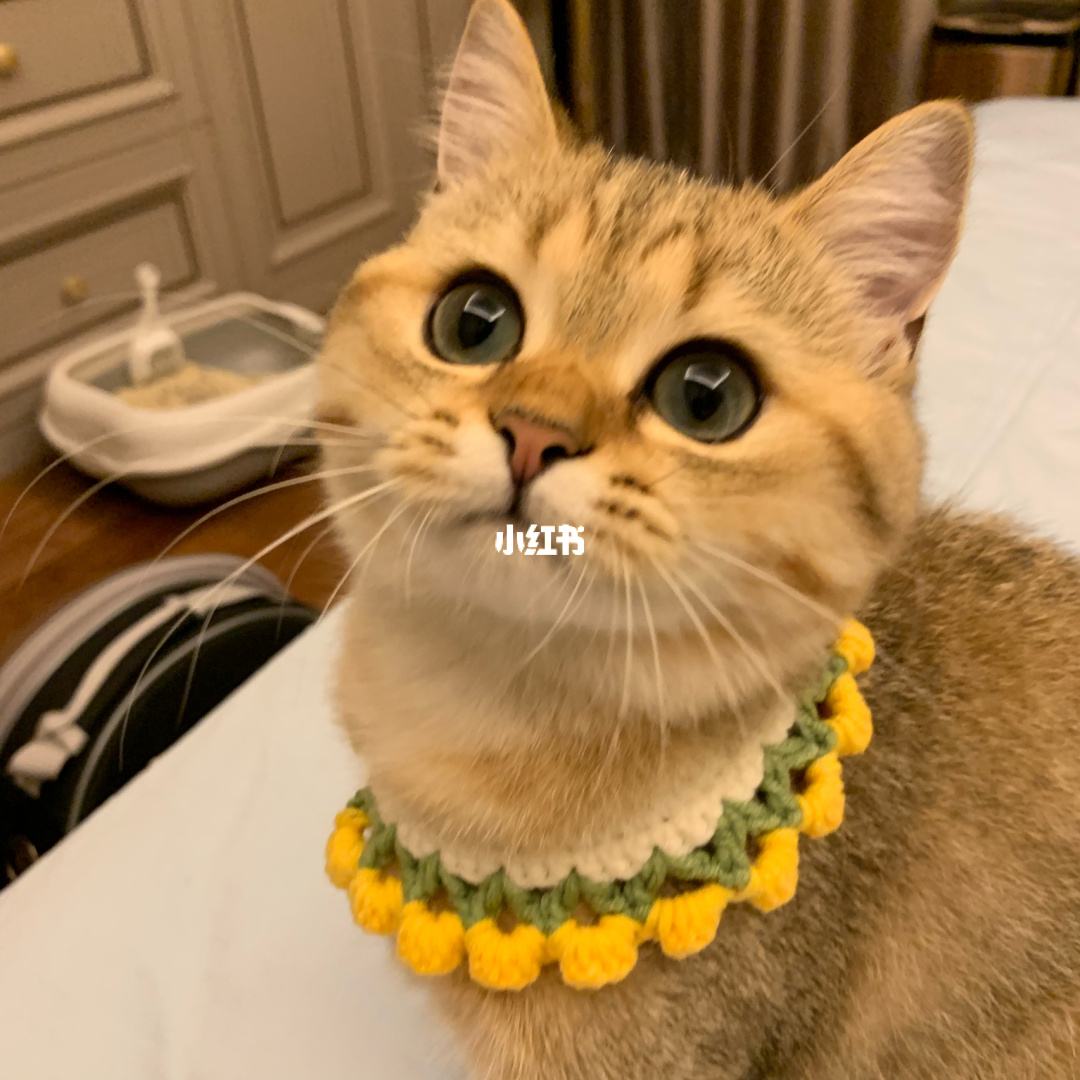 金猪借款被骗(金猪贷款上征信吗)