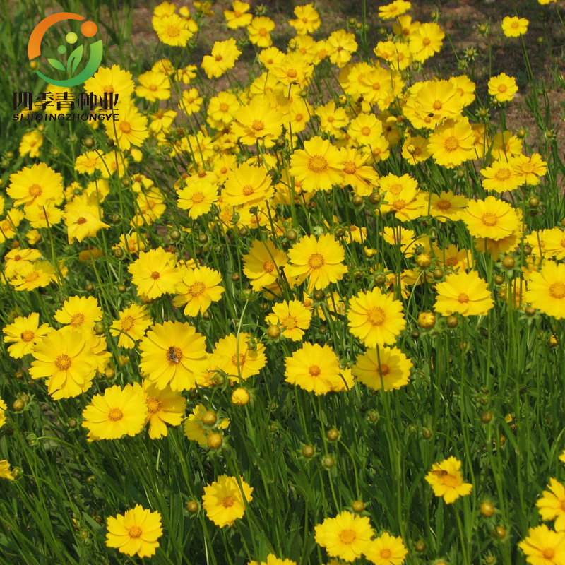速易花属于哪个平台(速易贷app下载安装)