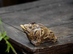 金蟾蜍贷款咋注销的简单介绍