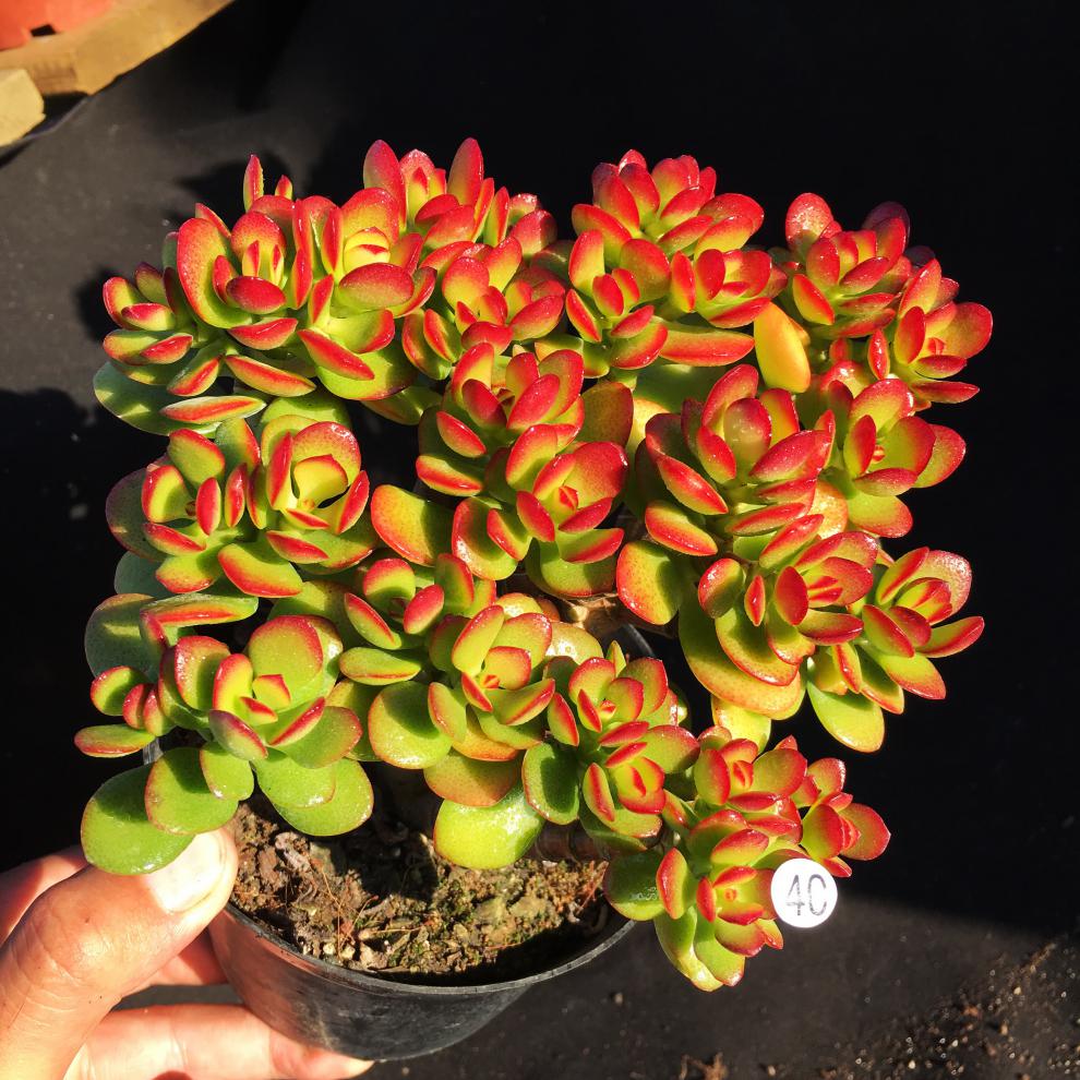 花月汾期电话是多少(花月半岛营销中心电话)