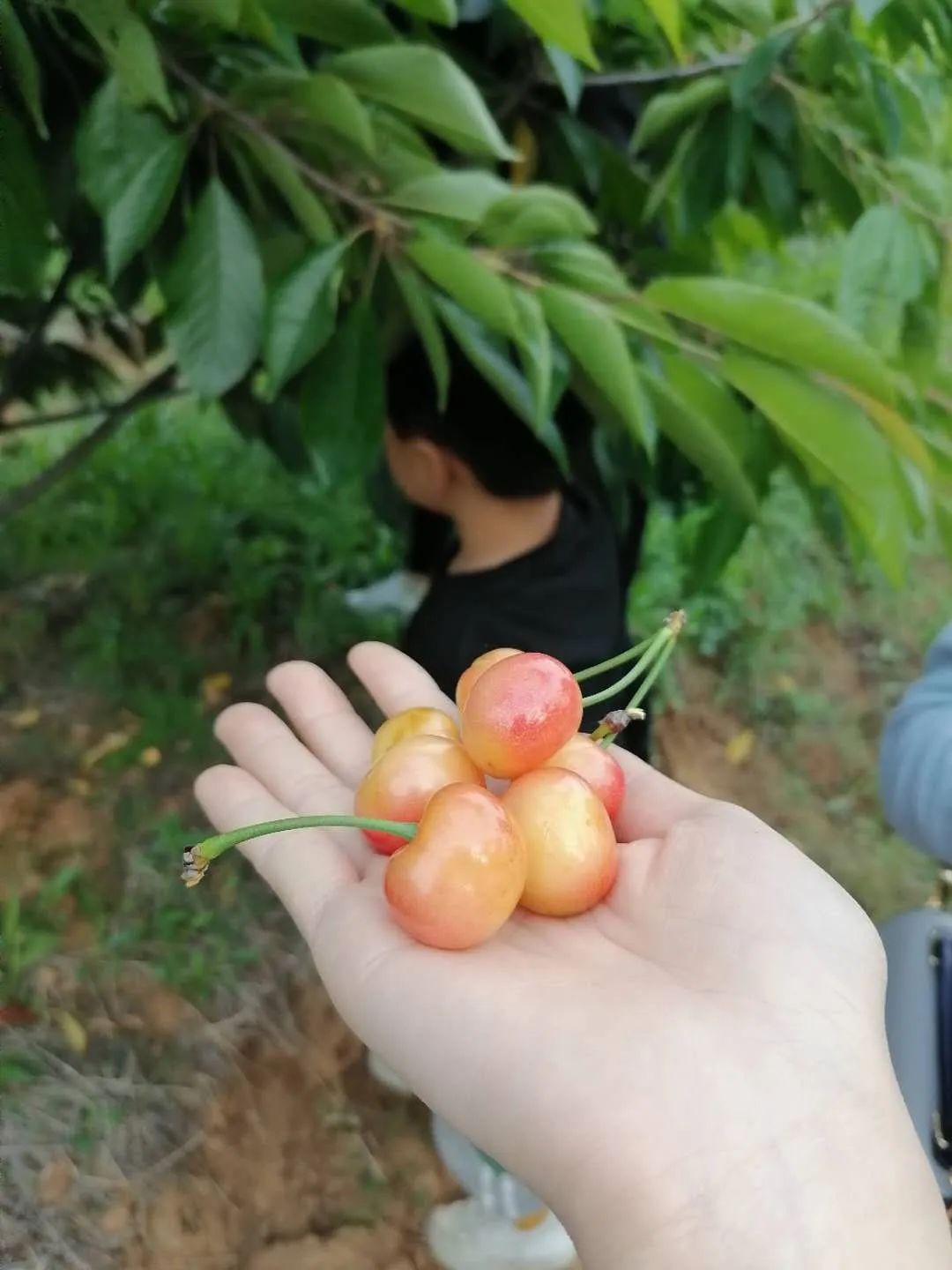 小红花借款被骗(小红花贷款)