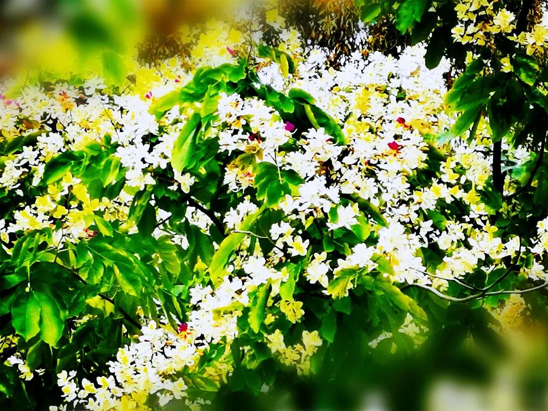 无忧花上征信吗?可以不还吗?(无忧花贷款app手机版)