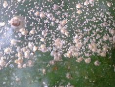关于掌上花最后怎么解决的的信息