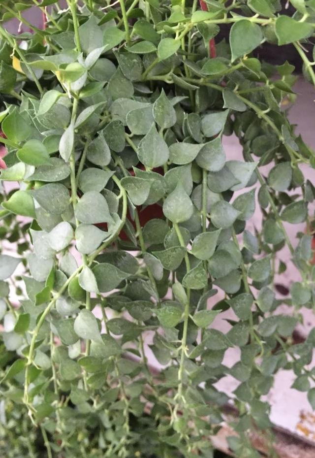 有心界不还款会怎样的简单介绍