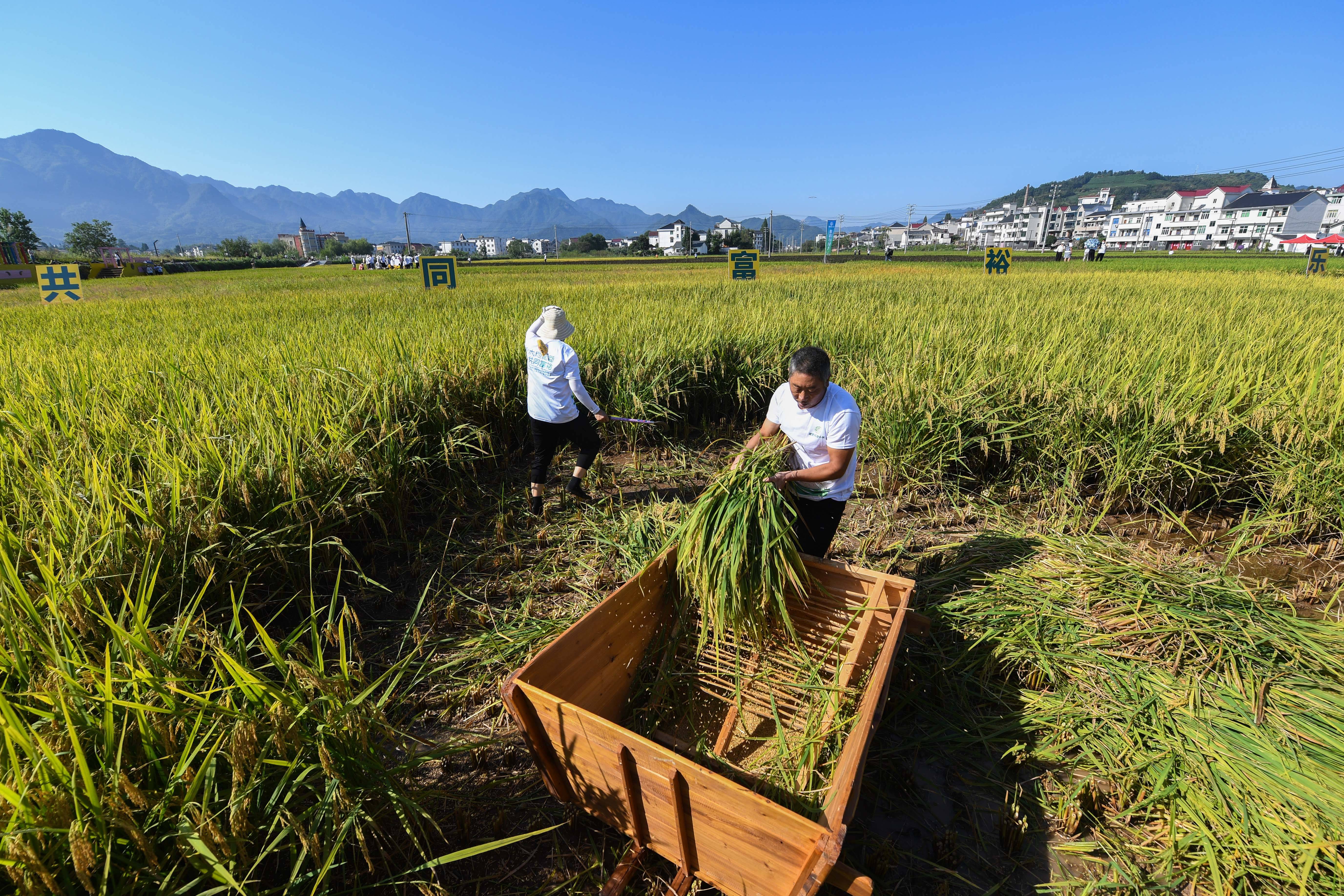 大爱汾期强制下款怎么办(大爱怎么做代理收费吗)