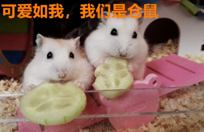 小仓鼠不还款会怎样(小仓鼠不想要了怎么处理掉)