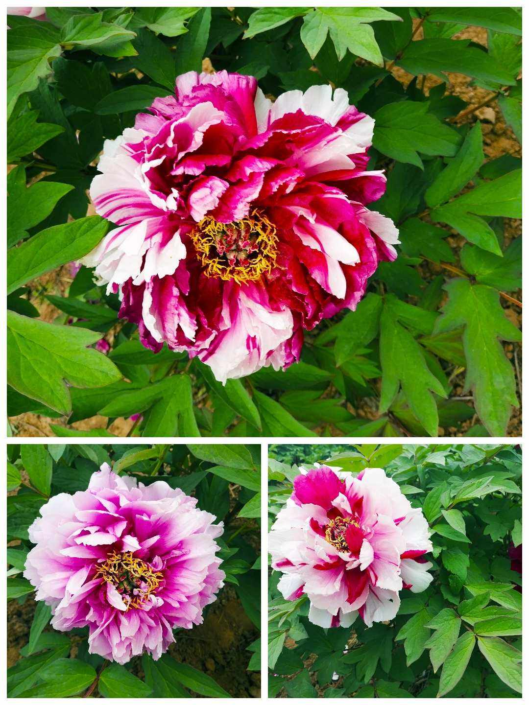 幸福花是哪个公司旗下(幸福花是正规贷款平台吗)
