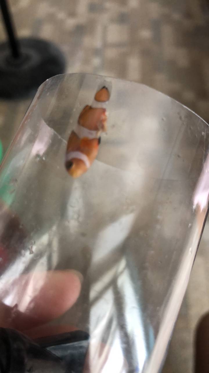 小丑鱼怎么还款(小丑鱼借钱怎么样)