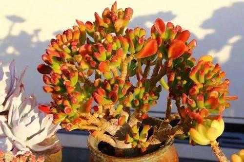 花月汾期要还吗(花月)