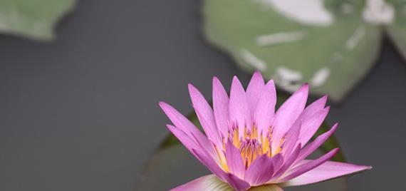 財唫花靠谱么(财享花app官网最新版)