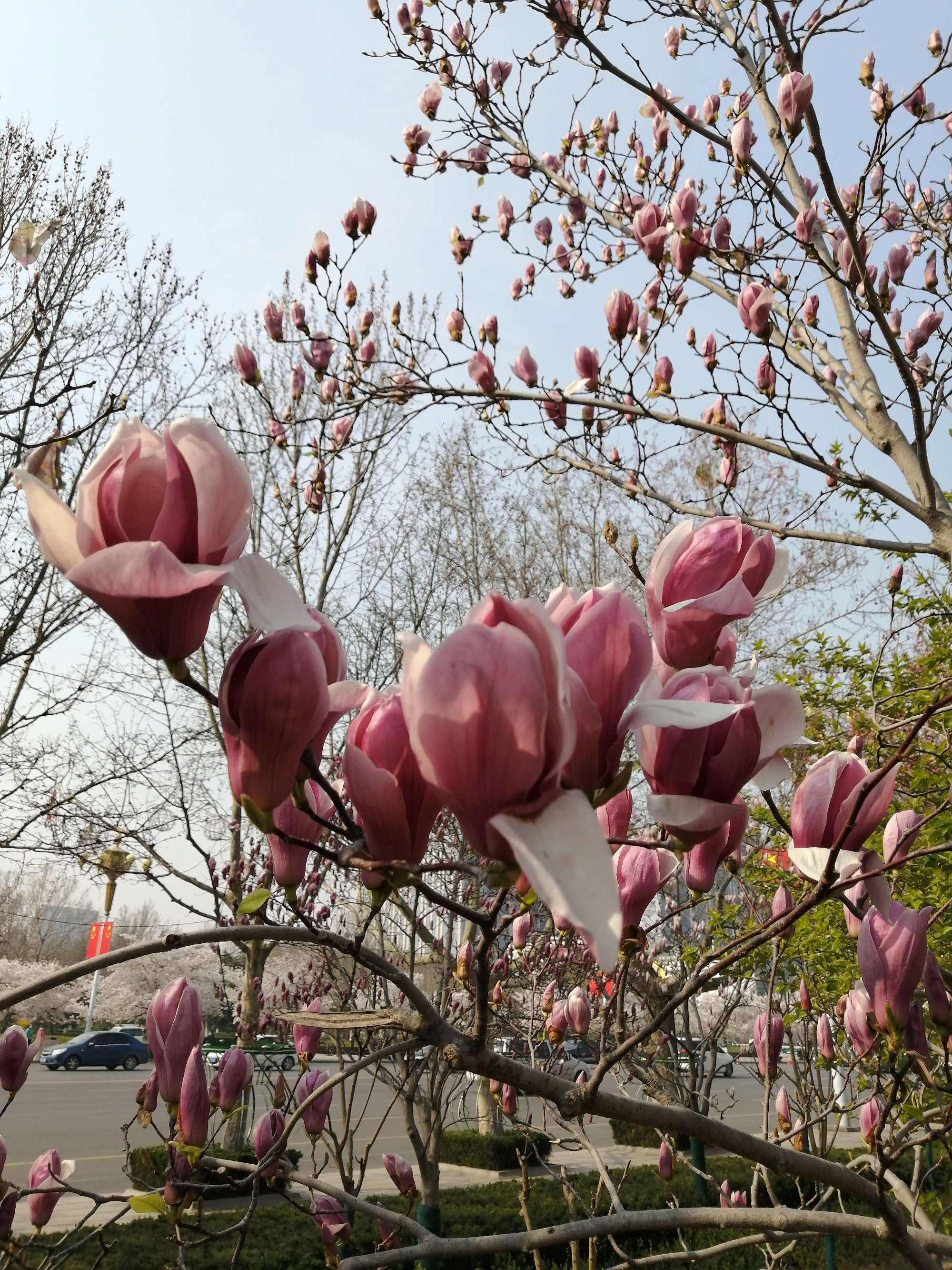 普融花公司(普融花公司在哪个地方)