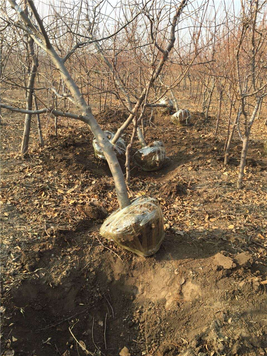 苹果树会爆几天通讯录(苹果树会被冻死吗)