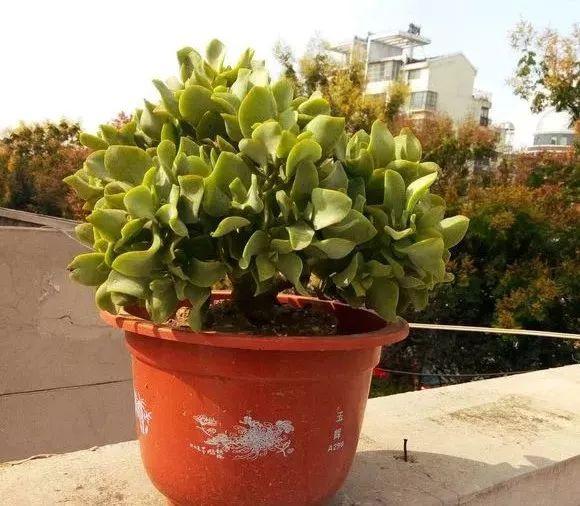 花月分期真实吗(花月钱包app下载)