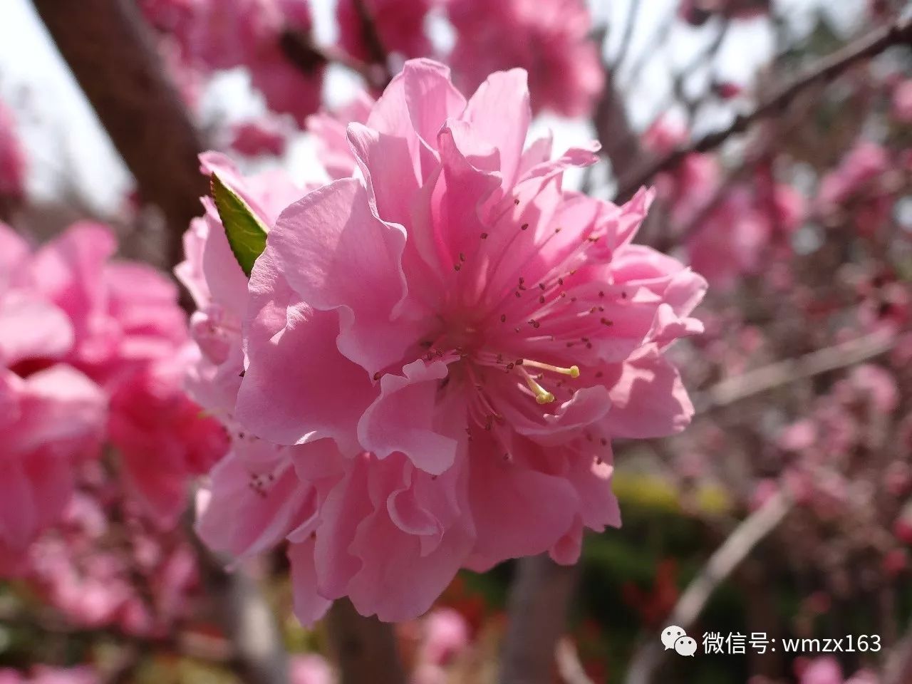 普融花真实吗(普融是什么意思)