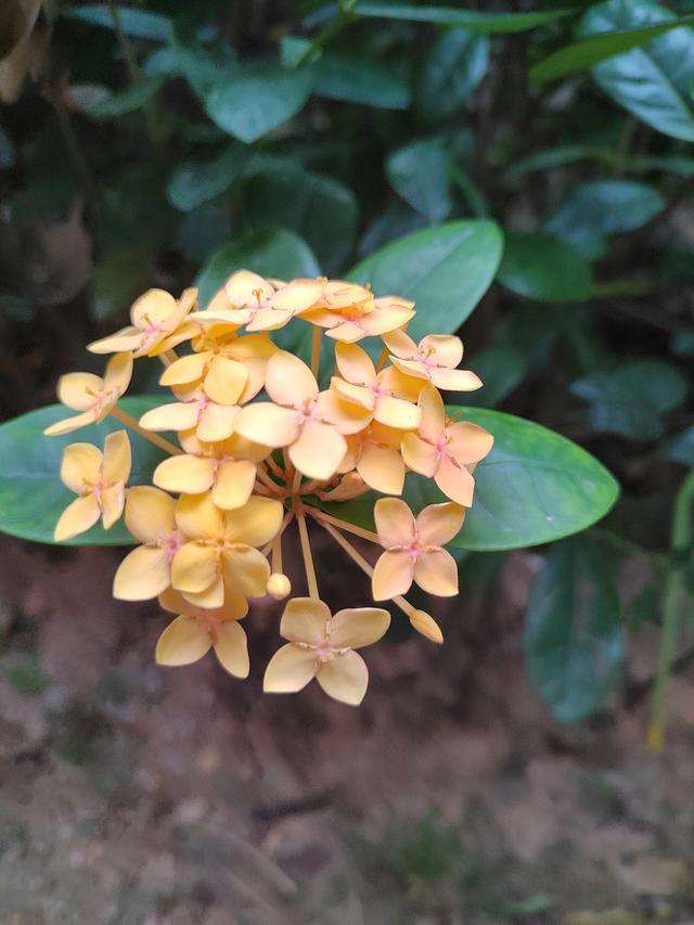 速易花要还吗(速易贷是真的吗)