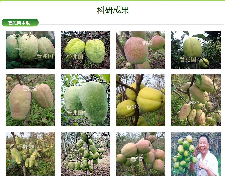 木瓜优品是国内的吗(木瓜平台目前在中国)