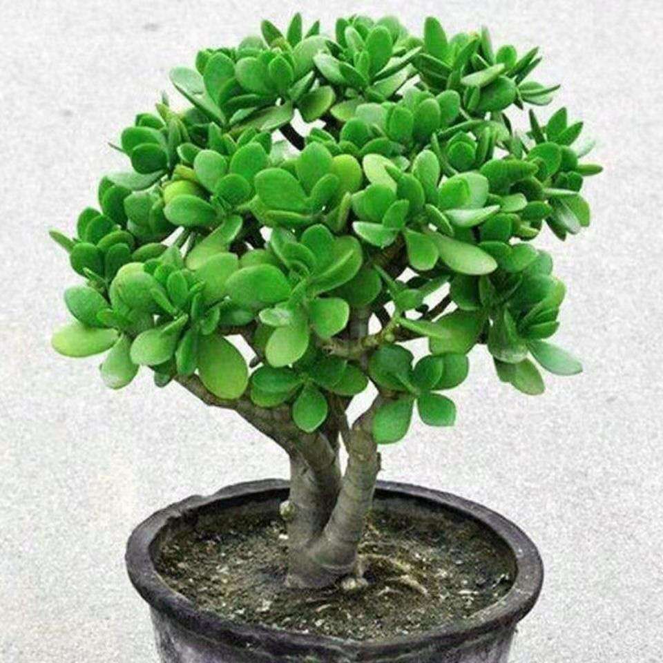 关于花月汾期平台的信息