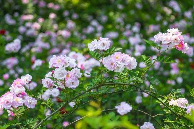 关于花月汾期平台的信息