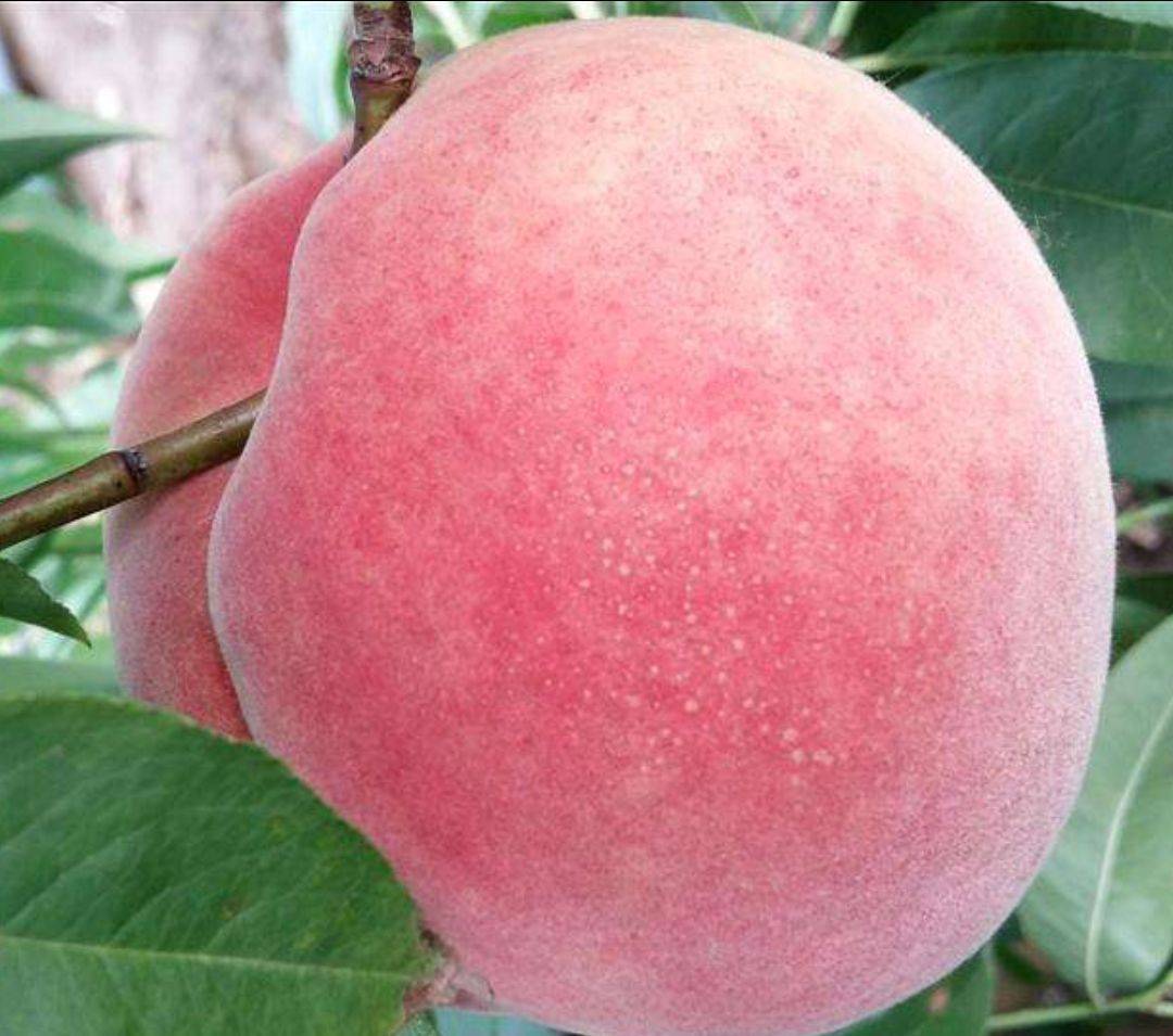 蜜桃分期注册(蜜桃app有风险吗)
