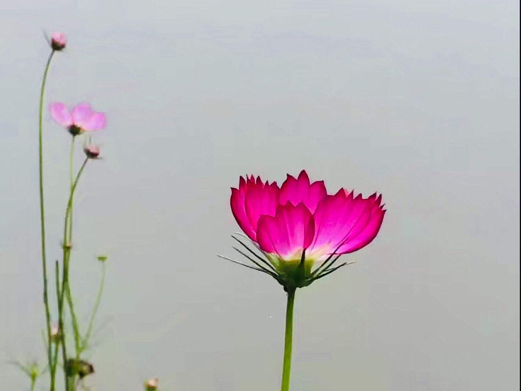 幸福花不还款会怎样(幸福花网贷不还会怎么样)