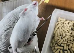关于小白鼠上征信吗?的信息