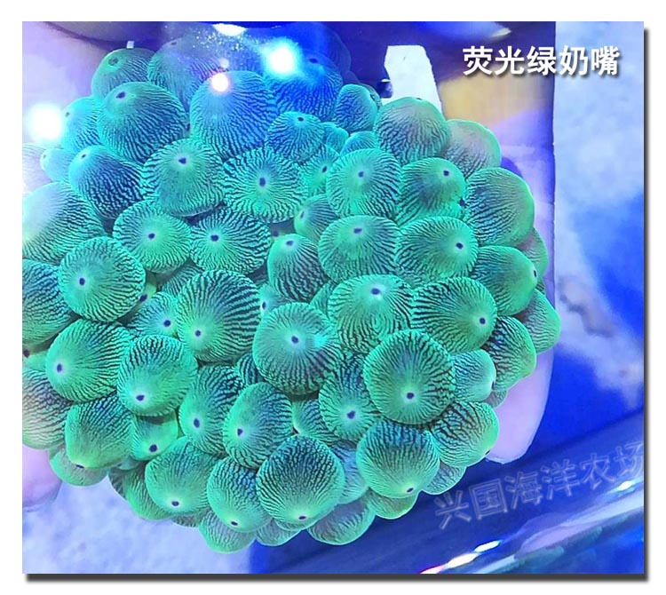 小丑鱼不换有没有事(小丑鱼不进食是什么原因)