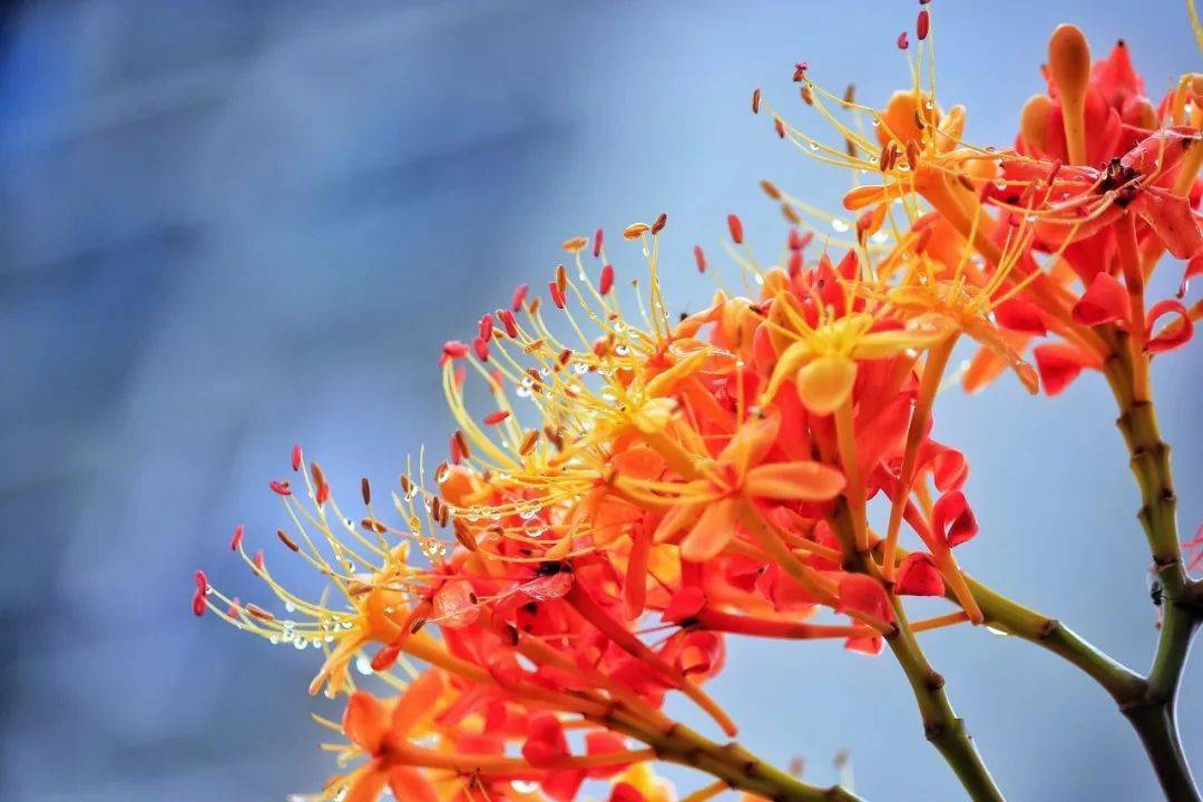 无忧花逾期后可以不还吗(无忧花借款怎么样)