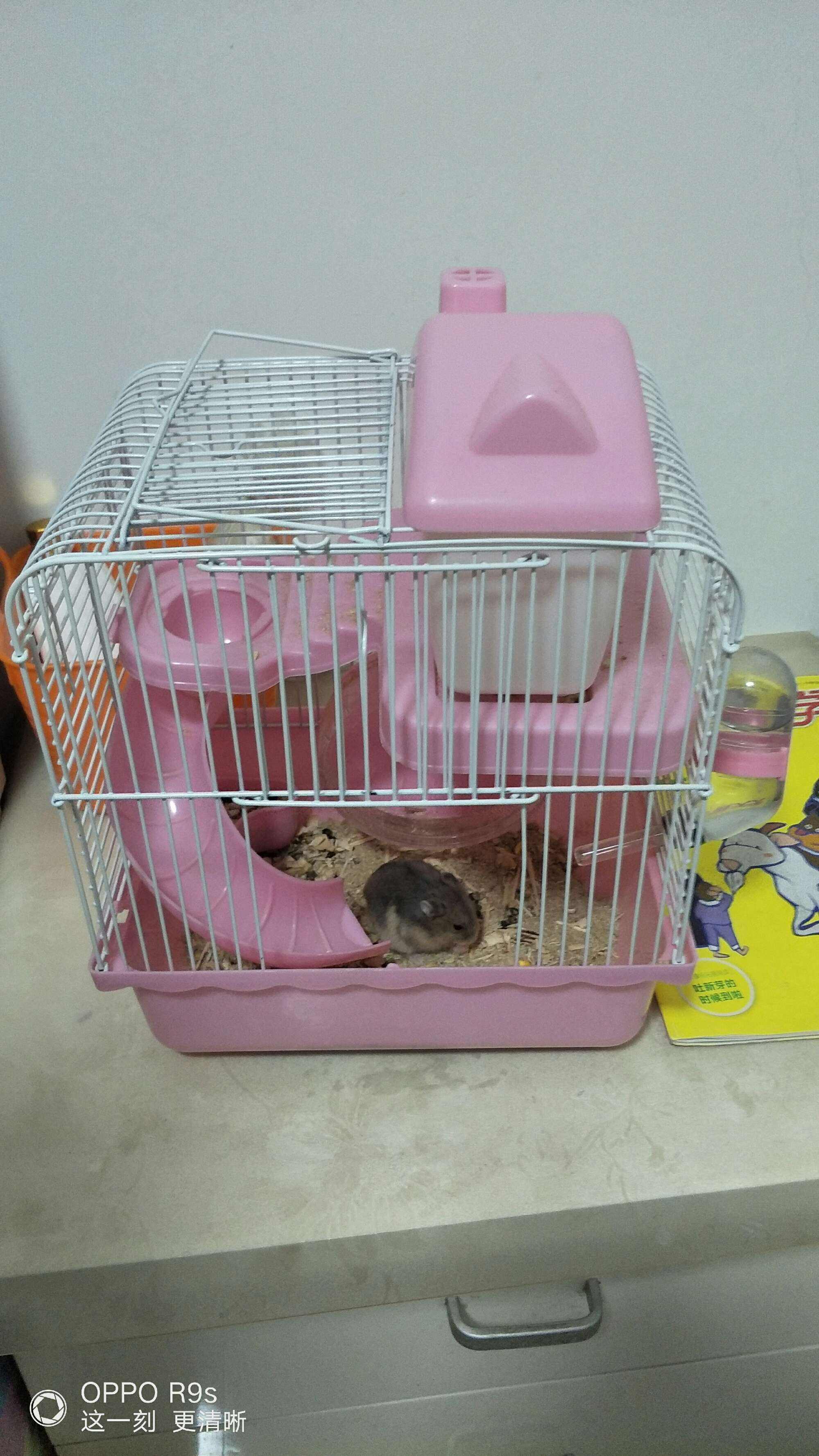 小仓鼠要还吗(小仓鼠需不需要洗澡)