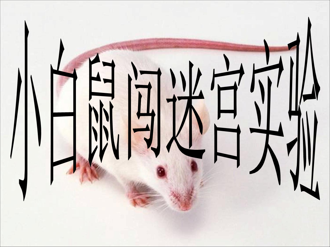 小白鼠官网(小白鼠知乎)