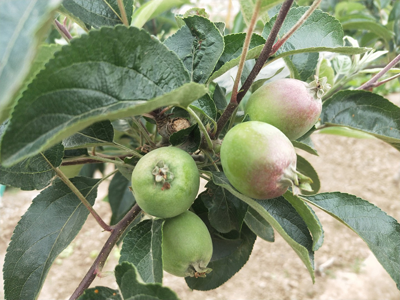 苹果树违法吗(2020年苹果树赔偿标准)