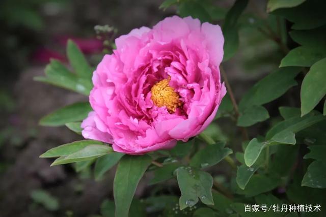 财金花怎么样有人用过吗(财*金是什么意思8691)