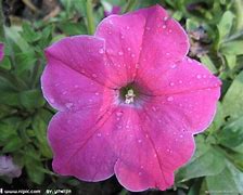 小红花上征信吗?(小红花测评可信度高不高)
