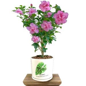 財唫花上征信吗?(亚联财征信花的可以过吗)