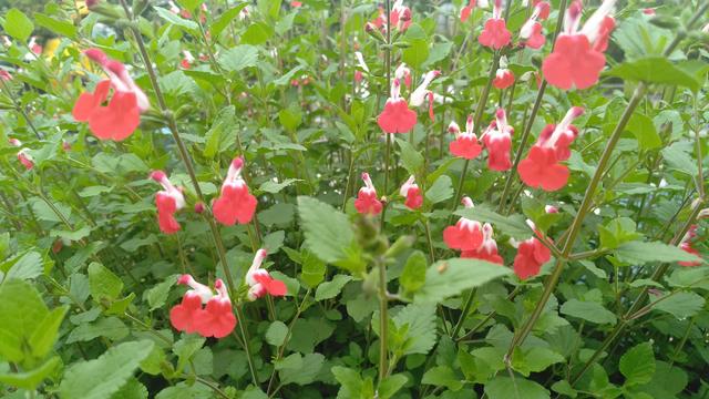 小红花真实吗(小红花是什么剧)