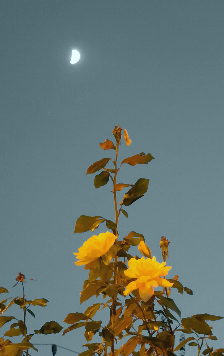 花月分期下载(花月分期怎么下载)