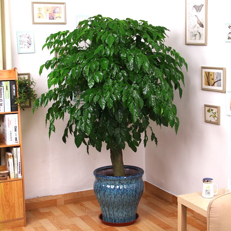 財唫花电话是多少(花财app客服电话是多少)