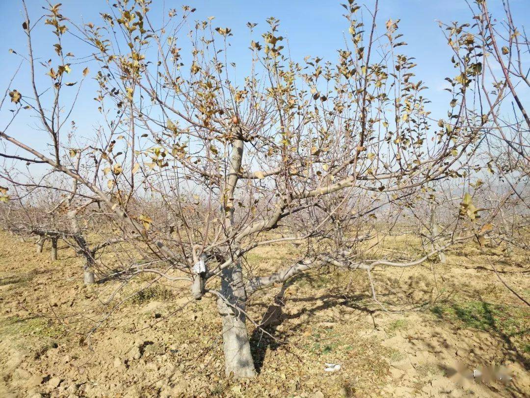 苹果树是哪个平台的(苹果树原产于什么地方)