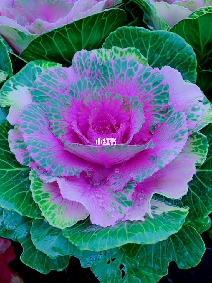 財唫花在哪儿下载(花财app客服电话是多少)