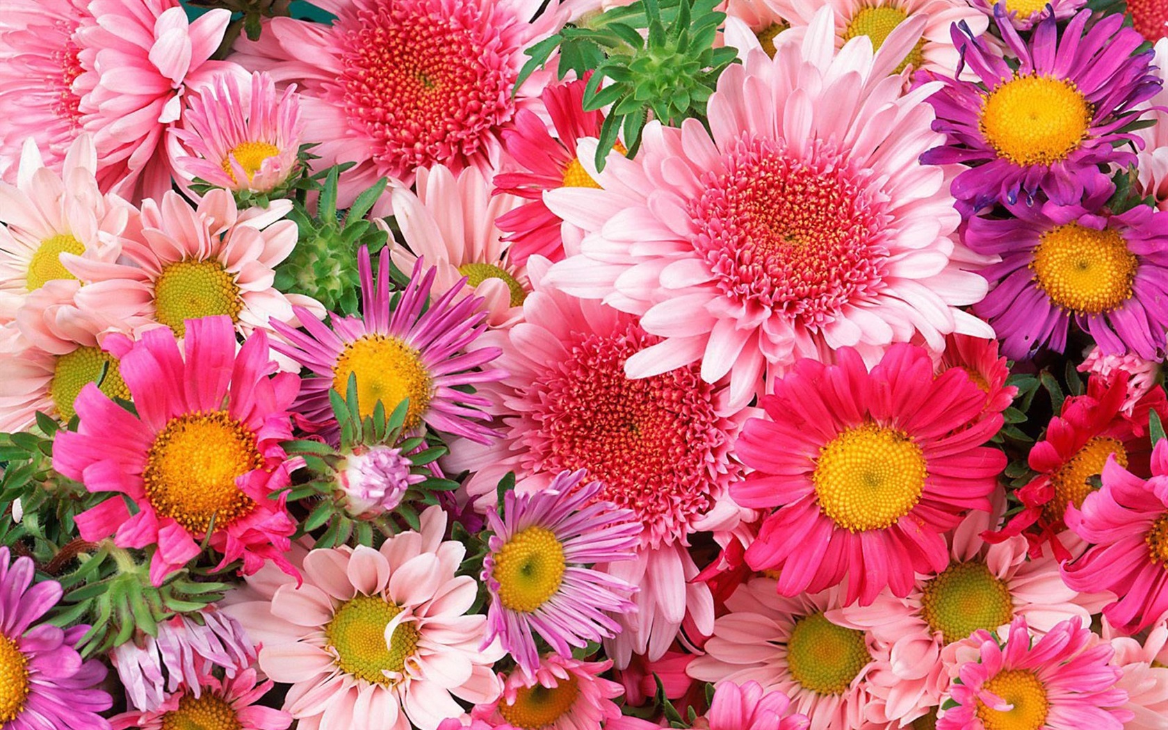 顺利花是哪个公司旗下(顺利花图片)